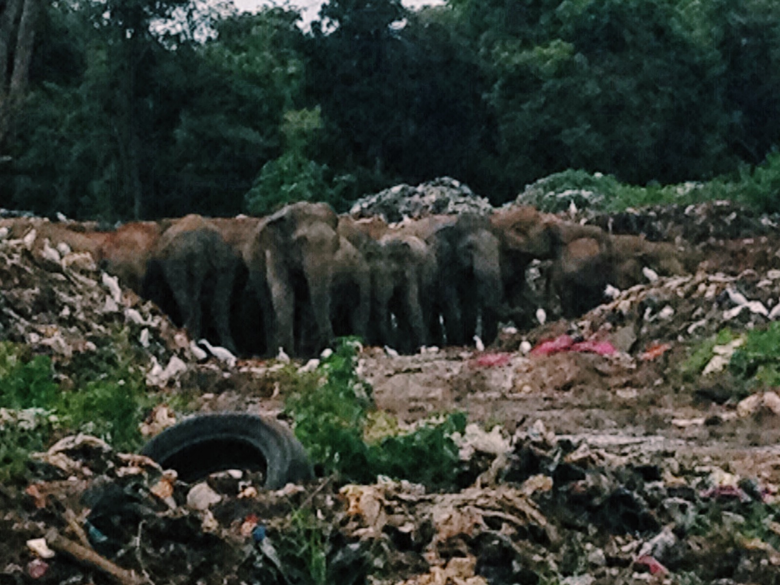 Elephants in Dambulla's trash dump