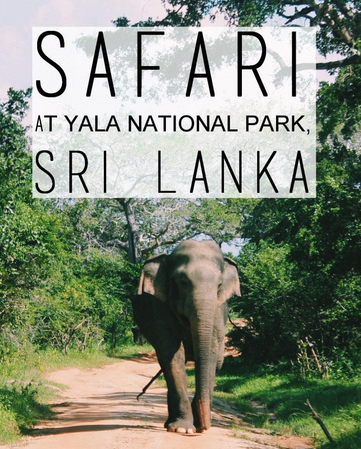 Safari at Yala National Park, Sri Lanka