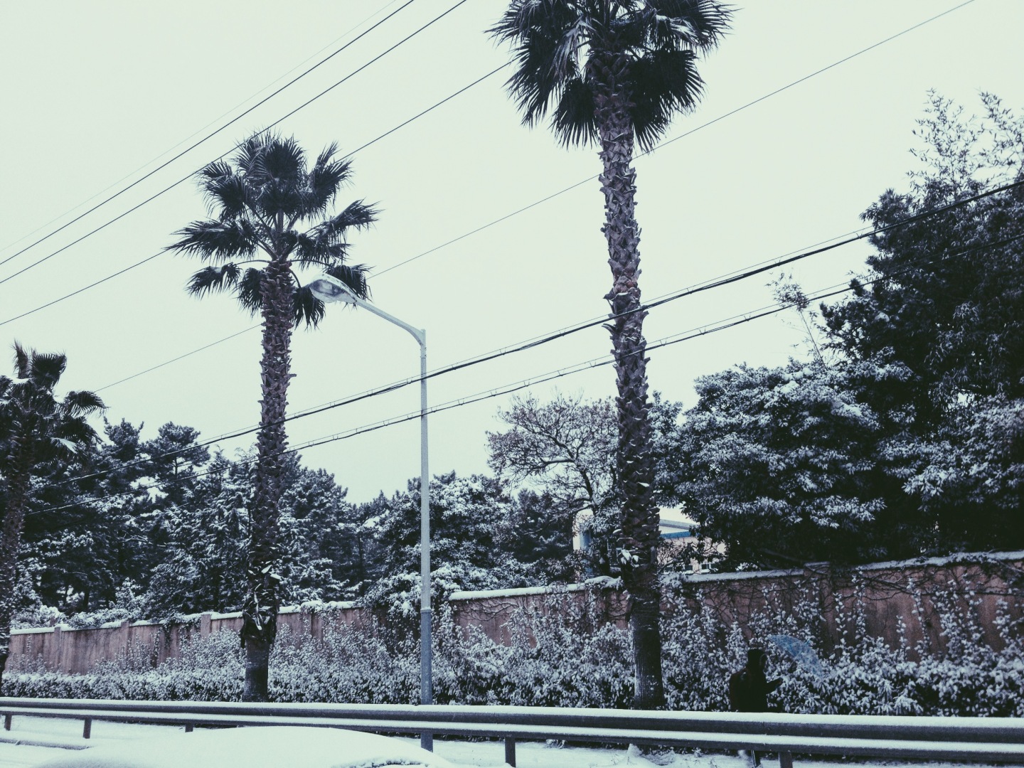 Icy white palm trees